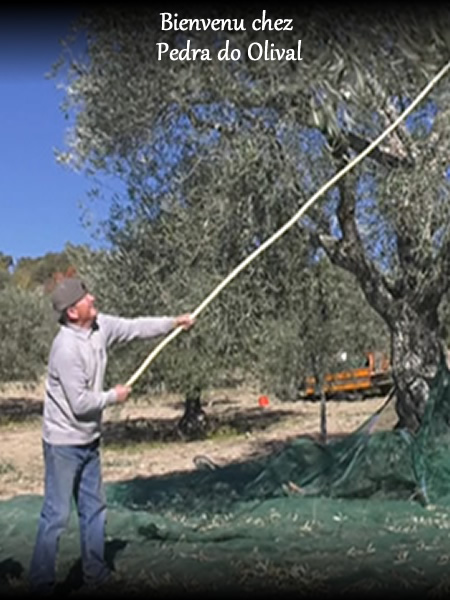 Pedra do olival, producteur d'huile d'olive extra vierge biologique
